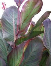 Red canna lily for sale  Sedalia