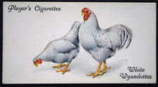 White wyandotte chickens for sale  DERBY