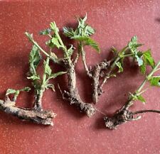 Cascade hops rhizomes for sale  Knoxville