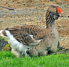toulouse geese for sale  NEWRY