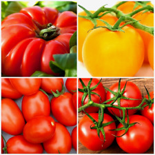 Tomate mischung beliebte gebraucht kaufen  Oschersleben (Bode)