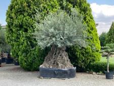 Ulivo olivo olea usato  Valmacca