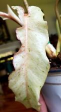 Rare large philodendron for sale  Glenmoore