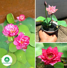 Japan mini lotus gebraucht kaufen  Soltau