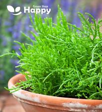 Baby leaf herb for sale  Shipping to Ireland
