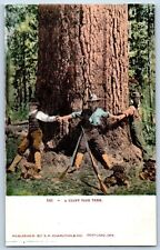 Portland Oregon OR Postcard A Giant Pine Tree Logging Men With Rifle Gun c1905, used for sale  Shipping to South Africa