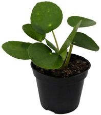 Pilea peperomiodes chinese for sale  Wadsworth