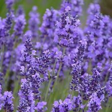 Lavandula angustifolia english for sale  Shipping to Ireland