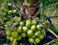 King coconut sprouted for sale  USA