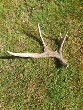 Whole moose elk for sale  MATLOCK