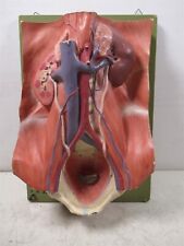 Somso anatomical model for sale  Baton Rouge