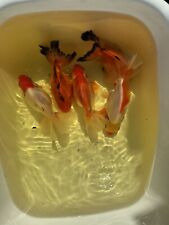 Ornamental goldfish fantail for sale  LIVERPOOL