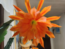 Steckling epiphyllum leaf for sale  Shipping to Ireland