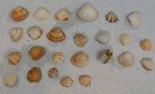 Cockle shells lot for sale  CAMELFORD
