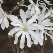 White magnolia stellata for sale  PETERBOROUGH