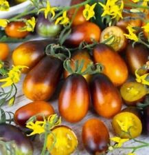 Tomatensamen indigo pear gebraucht kaufen  Sollstedt