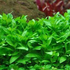 Stems staurogyne repens for sale  Stockton