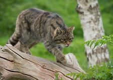 Scottish wild cat for sale  SELBY