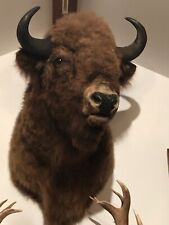 European bison shoulder for sale  Voorheesville