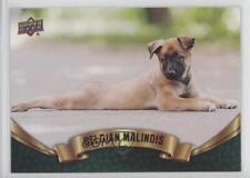 belgian pup malinois for sale  Auburn