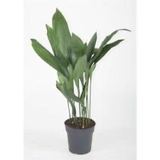 aspidistra for sale  Shipping to Ireland