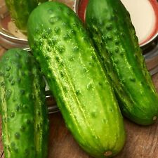 Boston Pickling Cucumber Seeds, NON-GMO, ORGANIC, HEIRLOOM - Free Shipping!, used for sale  Shipping to South Africa