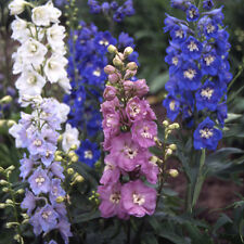 Delphinium crown mixed for sale  WITHAM
