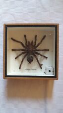 wooden spider for sale  CLITHEROE