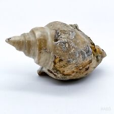Fossil versteinerte schnecke gebraucht kaufen  Reutlingen