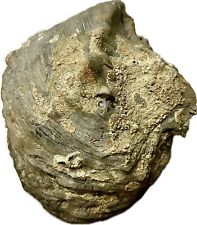 Véritable fossile huître d'occasion  Châlons-en-Champagne