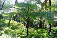 Australian tree fern for sale  Loranger
