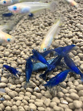 Blue dream neocaridina for sale  Bakersfield