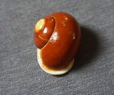 Calocochlia cailliaudi 41.2 mm GEM  " rarely seen  land snail  collection, used for sale  Shipping to South Africa