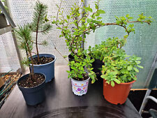 Outdoor plants set for sale  LONDON