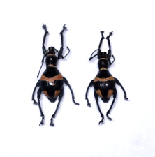 insect - CURCULIONIDAE Calidiopsis speciosa - Philippines - Pair A - rare...! for sale  Shipping to South Africa