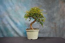 Chinese elm pre for sale  North Fort Myers