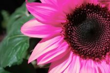 Pink sunflower organic for sale  Bourg