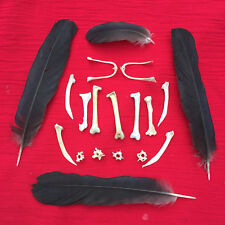 Crow bones feathers for sale  Shipping to Ireland