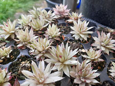 Sempervivum saxon house for sale  Shipping to Ireland