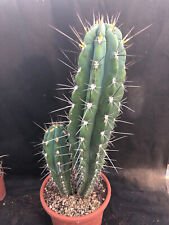 Stetsonia coryne cactus usato  Massafra