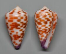 Conchiglie conus tessulatus usato  Sassari