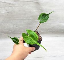 Alocasia stingray inch for sale  Reseda