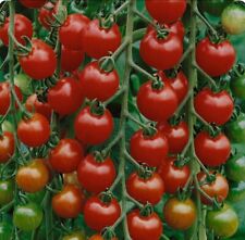 Tomato gardeners delight for sale  LONDON