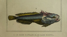 Gravure poissons xixè d'occasion  Brioude