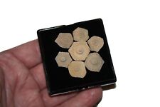 Pennsylvanian fossil echinoid for sale  WAKEFIELD