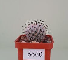 Mammillaria perezdelarosae /6660/ D18mm,own root for sale  Shipping to South Africa