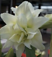 Double white amaryllis for sale  Westwego