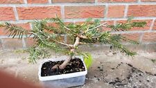 Nordmanntanne pre bonsai gebraucht kaufen  Uetersen