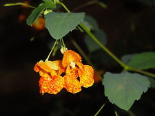 Jewelweed impatiens capensis for sale  Nokesville