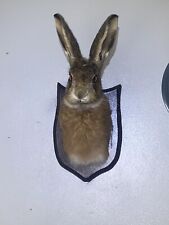 Taxidermy hare head for sale  BARNSLEY